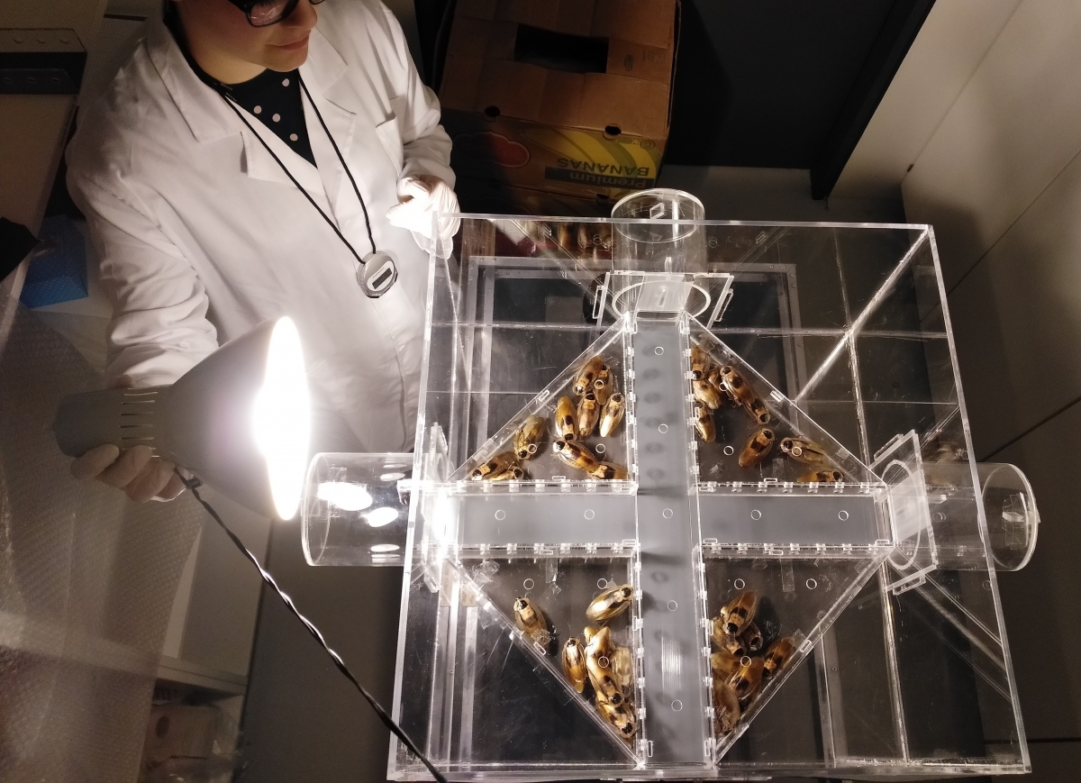 Bild 2: Unser komplett durchsichtiger Kasten aus Plexiglas: Das Kakerlaken-Labyrinth Bild 2: Unser komplett durchsichtiger Kasten aus Plexiglas: Das Kakerlaken-Labyrinth