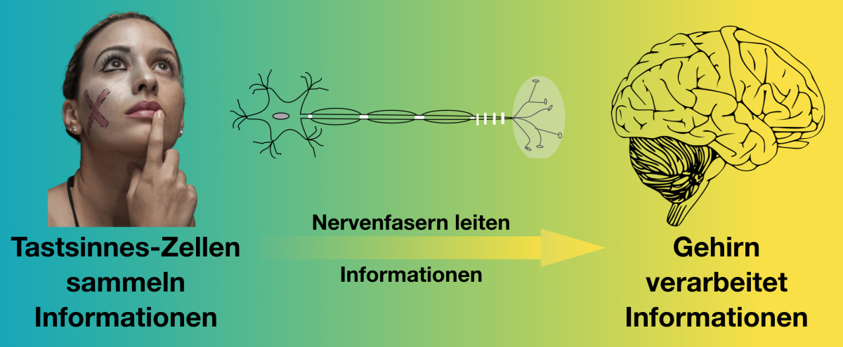 Bild 1: Tastsinneszellen in unserer Haut sammeln Informationen über die Umwelt. Nervenfasern leiten diese Informationen an das Gehirn weiter, wo die Informationen verarbeitet werden. Bild 1: Tastsinneszellen in unserer Haut sammeln Informationen über die Umwelt. Nervenfasern leiten diese Informationen an das Gehirn weiter, wo die Informationen verarbeitet werden.